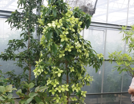 Cornus elliptica 'NCCE1' Lucky Leprechaun® Chinese Evergreen Dogwood