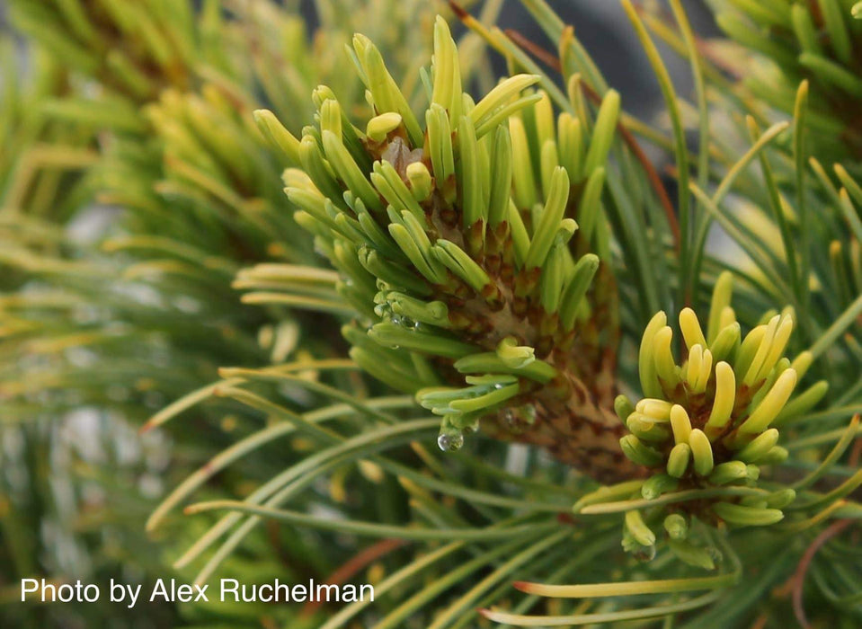 Pinus parviflora 'Goldilocks' Tenysu-kazu Japanese White Pine