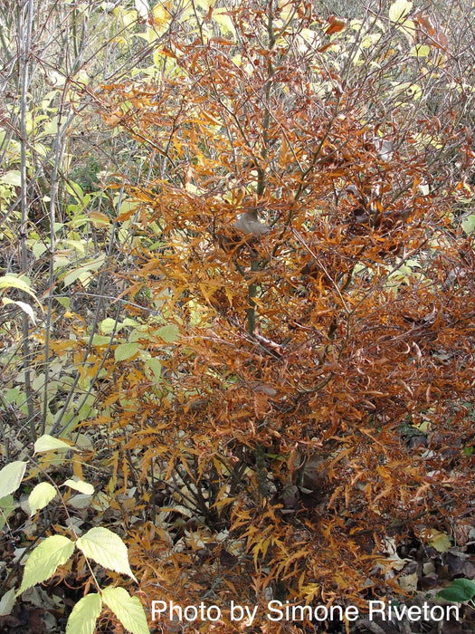 Fagus sylvatica 'Mercedes' Thread-like Foliage European Beech Tree