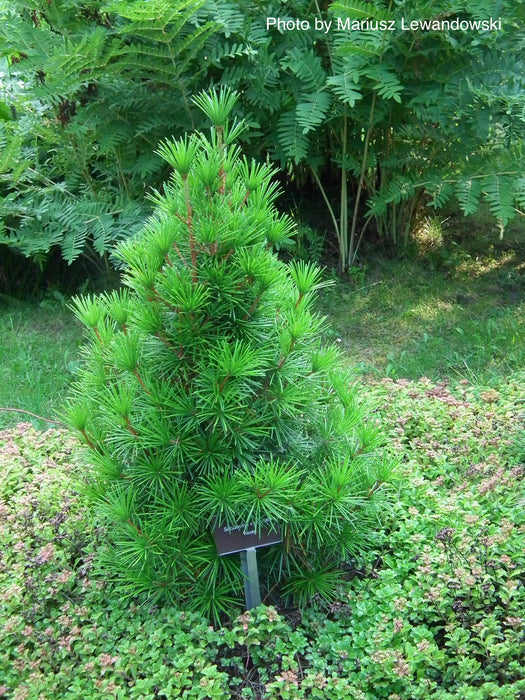 Sciadopitys verticillata 'Picola' Japanese Umbrella Pine Tree