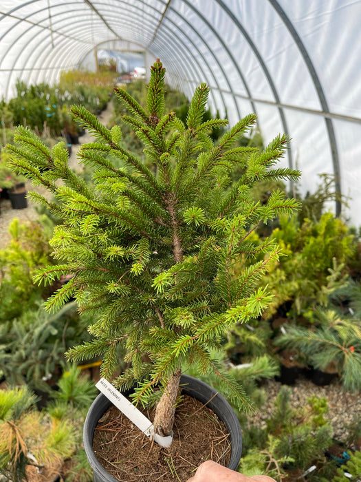 Picea abies 'Ohlendorffii' Rare Dwarf Norway Spruce