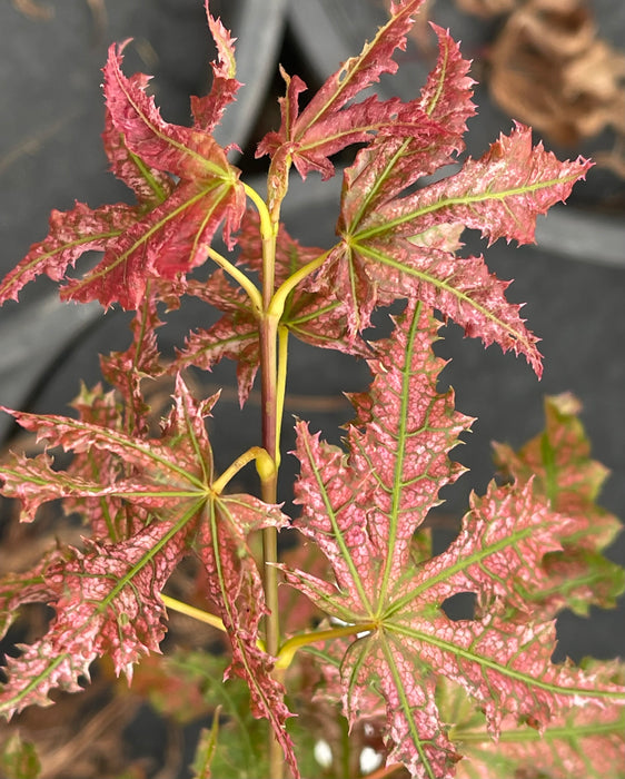 Acer palmatum 'Strawberry Delight’ Japanese Maple