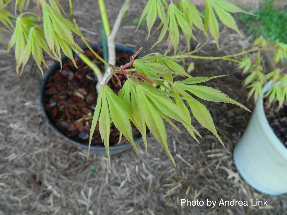 Acer palmatum 'Verkade's Wintergold' Green Bark Japanese Maple