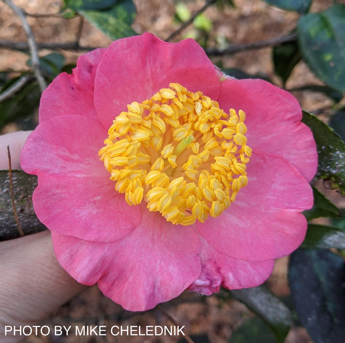 Camellia japonica 'Miyako-no-haru' Pink Flowering Camellia