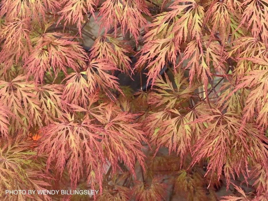 FOR PICK UP ONLY | Acer palmatum 'Orangeola' Japanese Maple | DOES NOT SHIP
