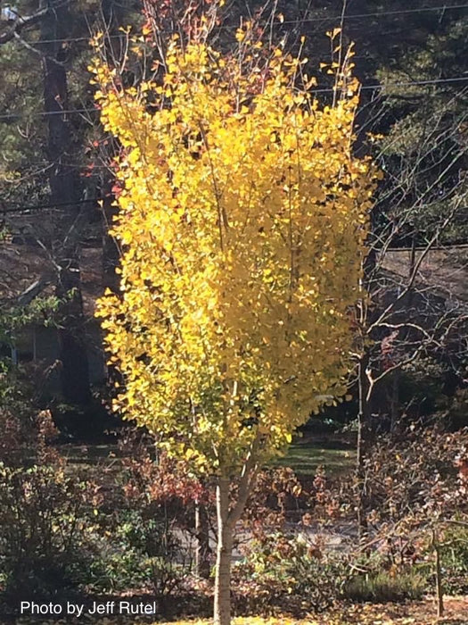 Ginkgo biloba 'Autumn Gold' Ginkgo Tree