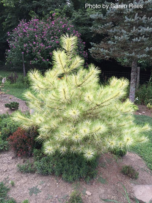 Pinus densiflora 'Golden Ghost' Variegated Japanese Red Pine Tree