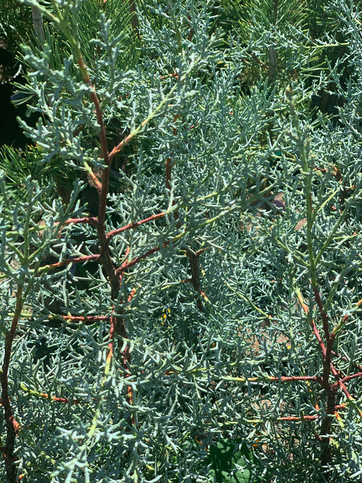 Cupressus arizonica 'Blue Ice' Blue Arizona Cypress