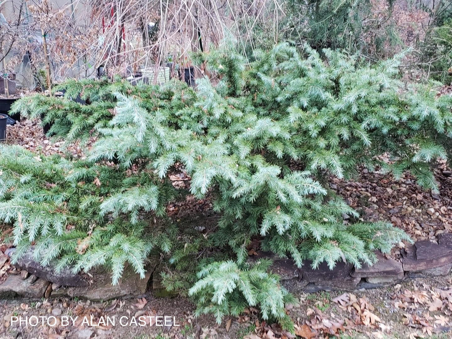 Cedrus deodara 'Prostrate Beauty’ Small Himalayan Cedar