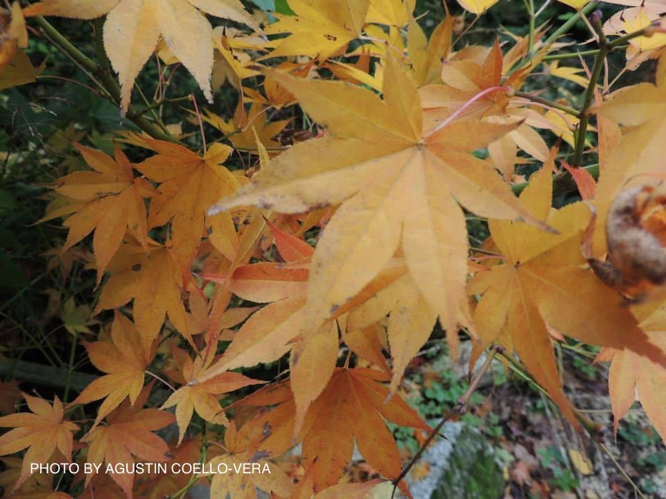 Acer palmatum 'Tsukushigata' Japanese Maple