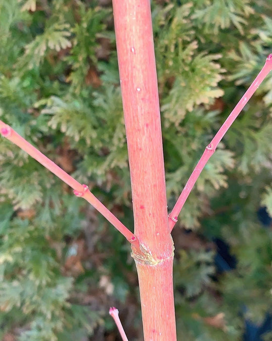 Acer palmatum 'Dixie Delight' Japanese Maple
