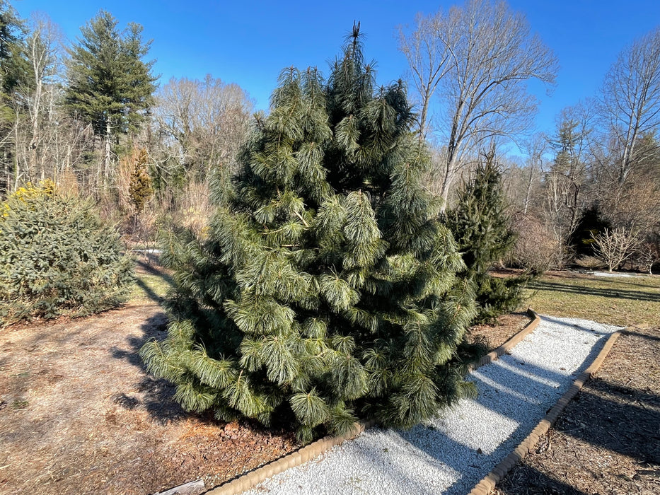 Pinus koraiensis 'Jack Corbit' Dwarf Korean Pine Tree