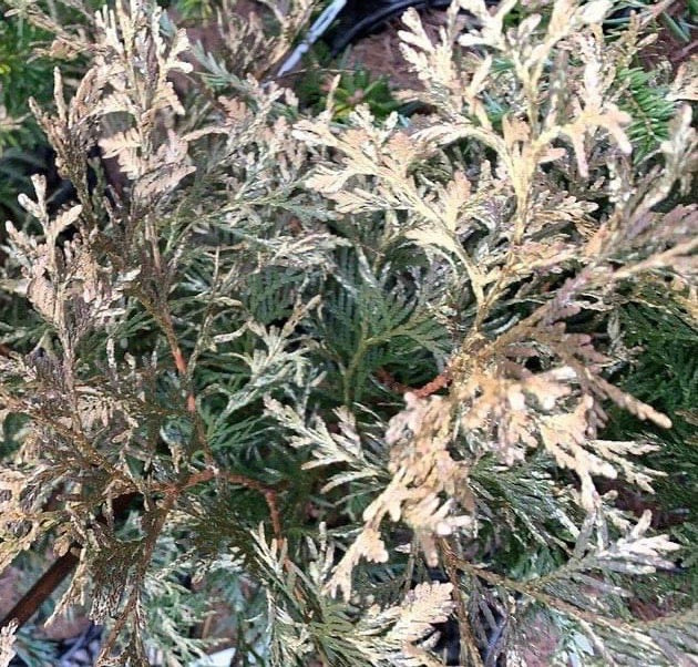 Thuja occidentalis 'Wansdyke Silver' Variegated Arborvitae