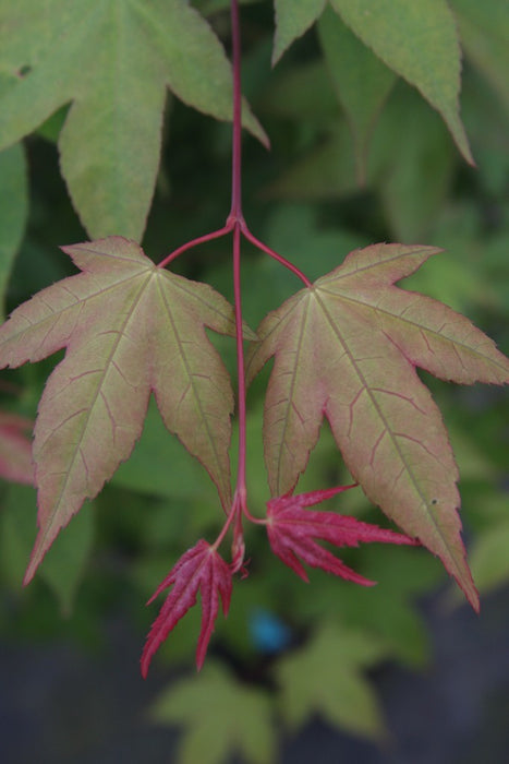 Acer palmatum 'Green Tea' Japanese Maple