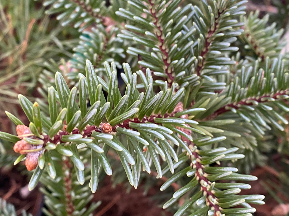 Abies squamata 'Flaky' Evergreen Fir Grafted onto Abies firma