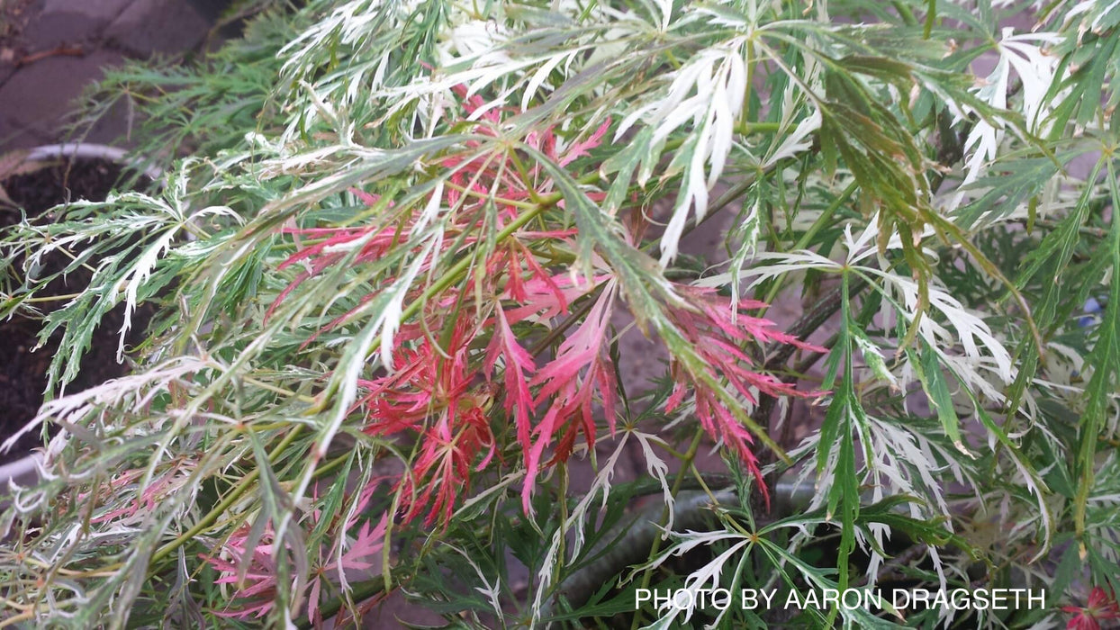 Acer palmatum 'Goshiki shidare' Japanese Maple