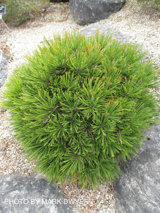 Pinus heldreichii 'Smidtii' Dwarf Bosnian Pine