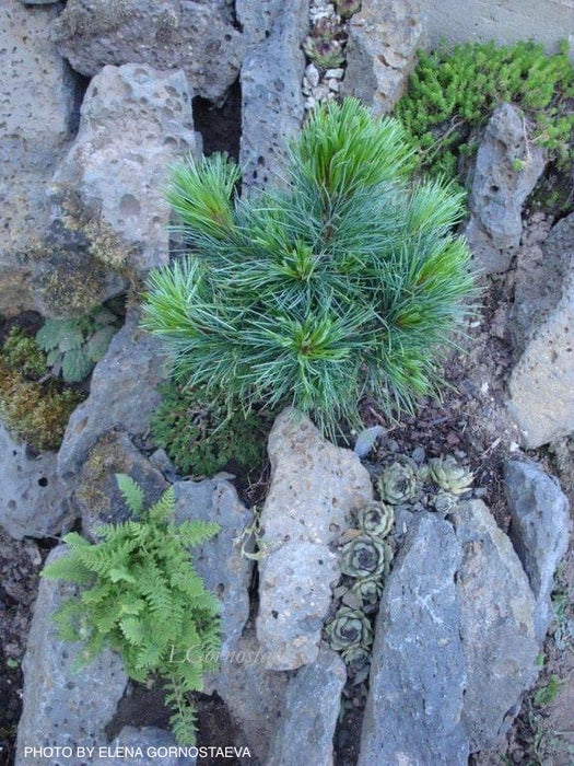 Pinus cembra 'Glauca Compacta' Blue Swiss Stone Pine