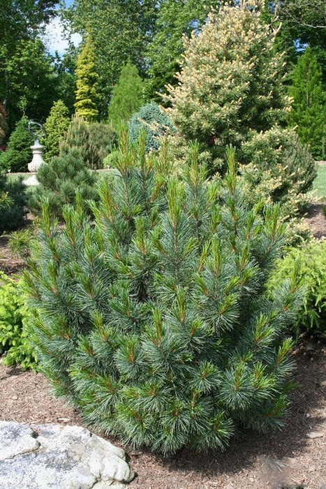 Pinus cembra 'Blue Mound' Blue Swiss Stone Pine