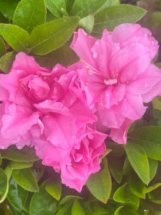 Azalea 'Hallie’ Double Pink Flowering Aromi Azalea