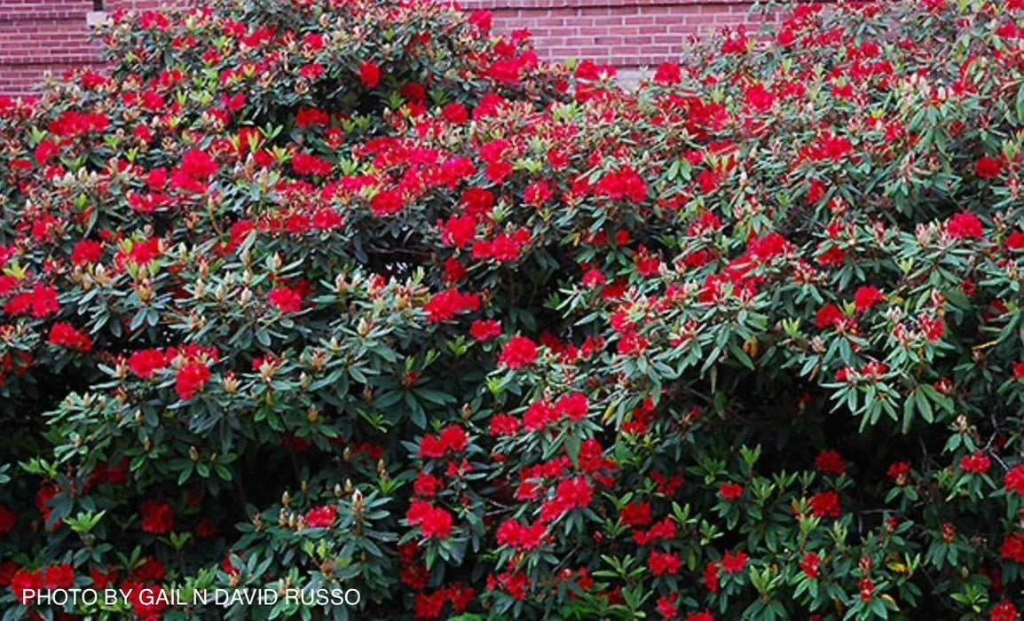 Rhododendron 'Vulcan’s Flame' Bright Red Blooms
