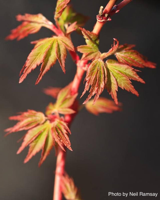 Acer palmatum 'Dixie Delight' Japanese Maple