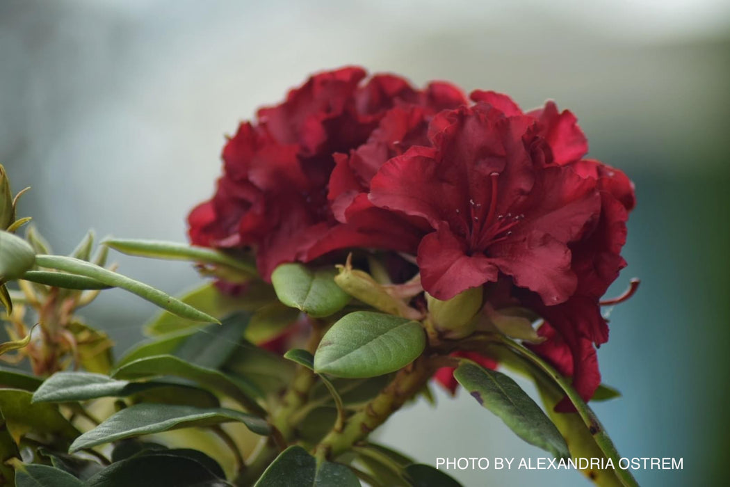 Rhododendron 'Firestorm' Deep Red Blooms