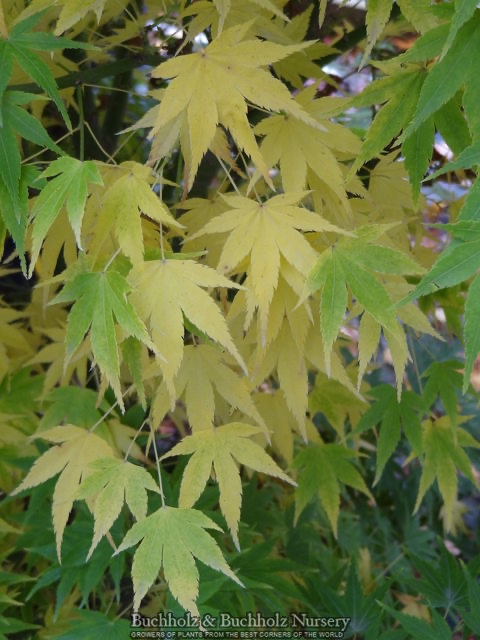 Acer palmatum 'Shidava Gold' Green Bark Japanese Maple