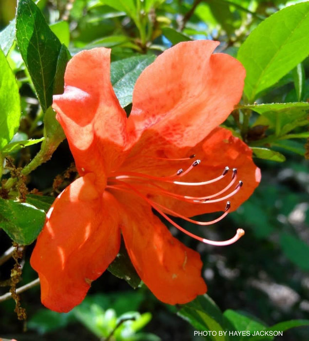 Azalea 'Amagasa’ Vivid Red Flowering Satsuki Azalea