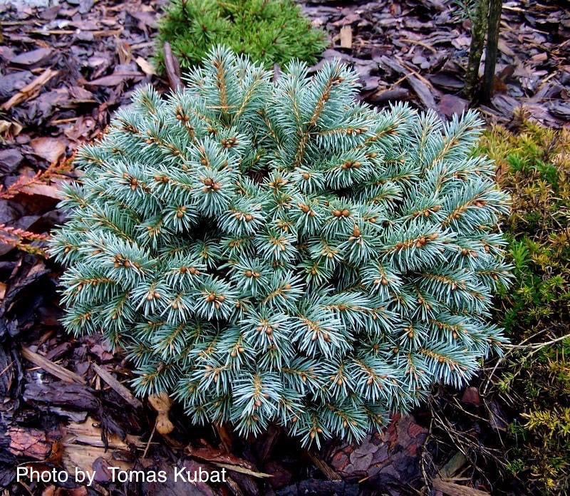 Picea pungens ‘Blue Pearl' Miniature Colorado Blue Spruce