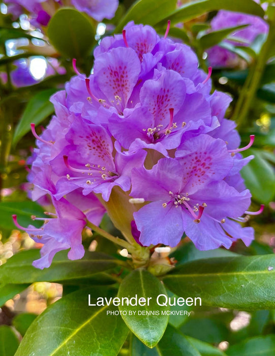 Rhododendron 'Lavender Queen' Purple Blooms