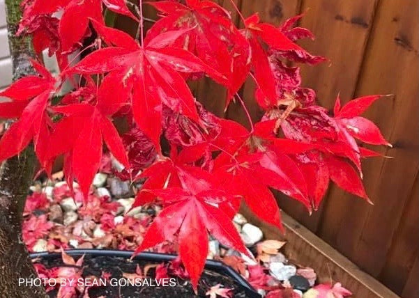 Acer palmatum 'Osakazuki' Japanese Maple