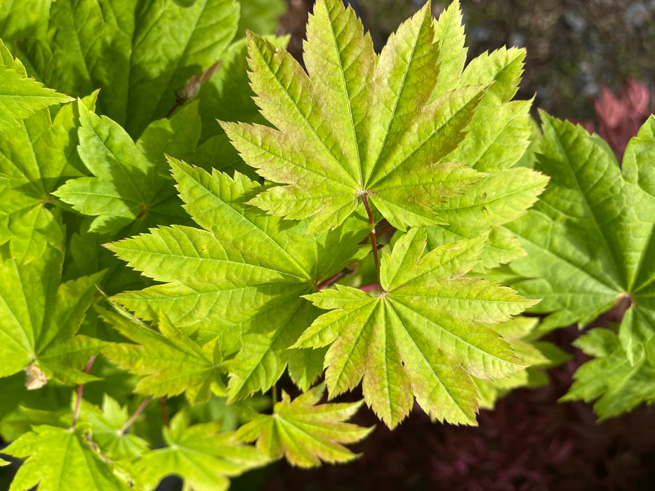 FOR PICK UP ONLY | Acer japonicum 'Meigetsu' Japanese Maple | DOES NOT SHIP