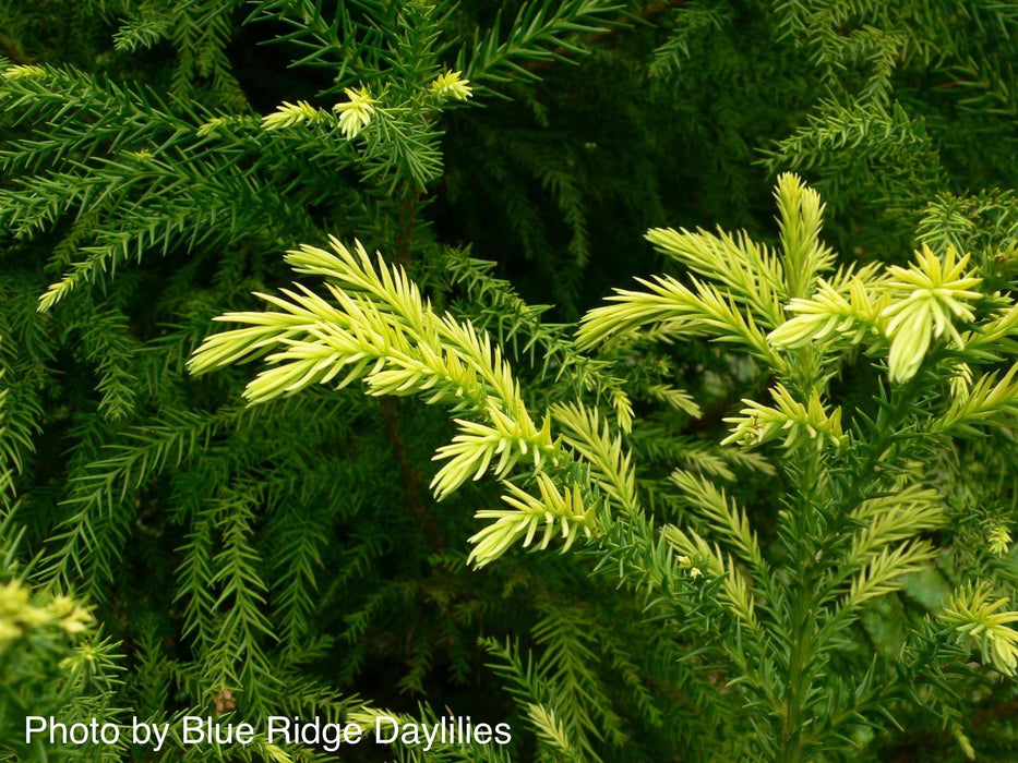 Cryptomeria japonica 'Sekkan Sugi' Golden Japanese Cedar
