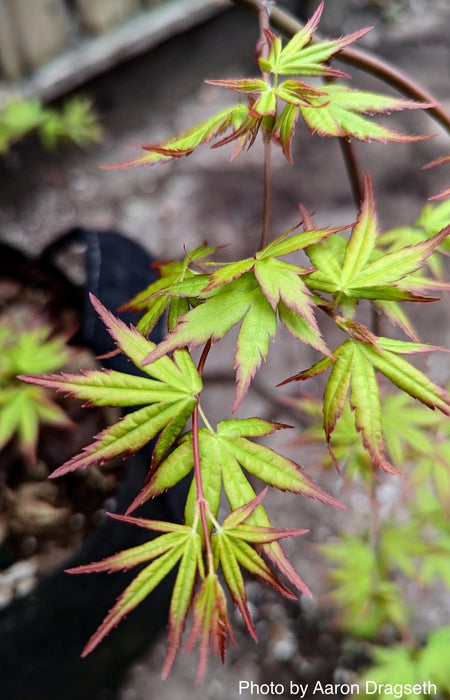 Acer palmatum 'Looking Glass Falls' Japanese Maple