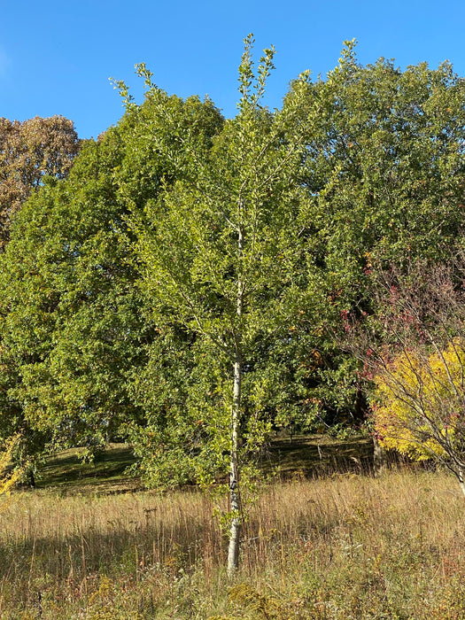 Ginkgo biloba 'Golden Girl' Female Tall Fruiting Ginkgo Tree