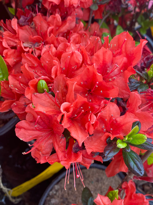 Azalea 'Trouper’ Red Flowering Azalea
