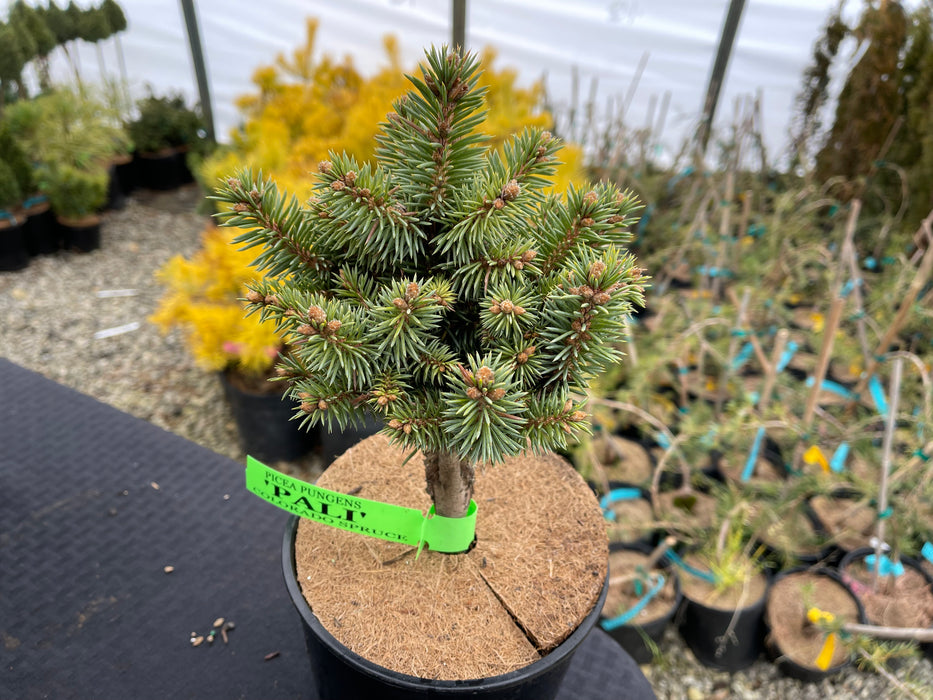 Picea pungens ‘Pali' Dwarf Colorado Spruce
