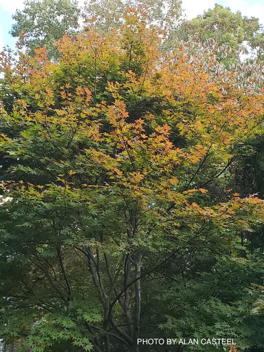 Acer palmatum 'Boskoop Glory' Red Japanese Maple Tree