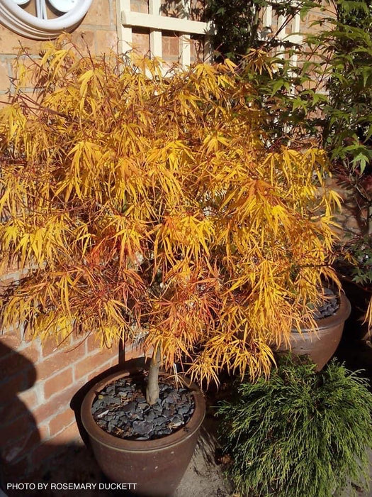 Acer palmatum 'Kinshi' Golden Threads Japanese Maple