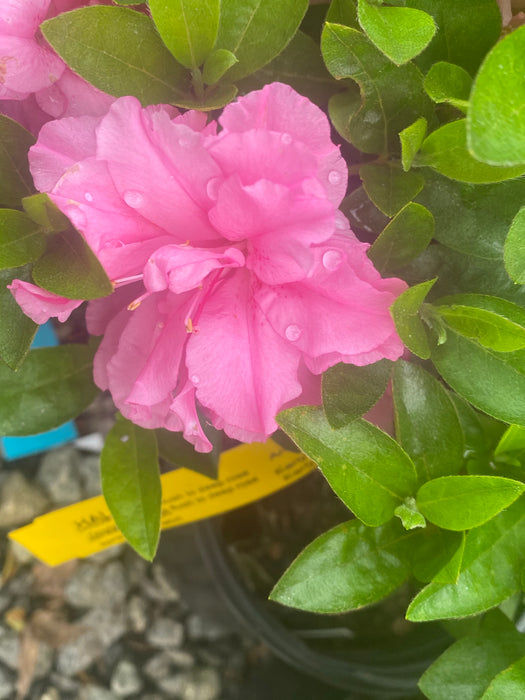 Azalea 'Hallie’ Double Pink Flowering Aromi Azalea