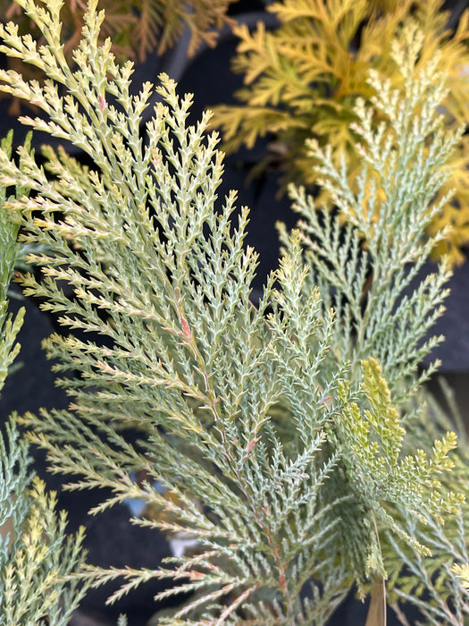 Chamaecyparis lawsoniana 'Snow Queen’ Lawson Cypress