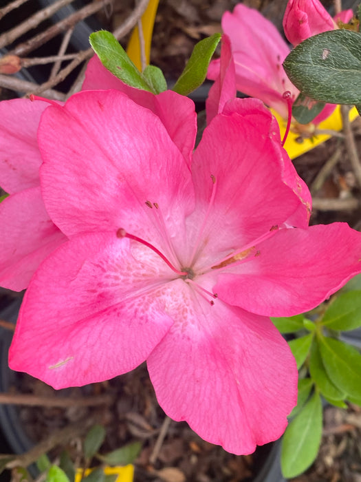 Azalea 'Vibrant’ Pink Variegated Harris Azalea