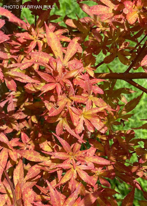 Acer palmatum 'Winter’s Columnar Red' Japanese Maple