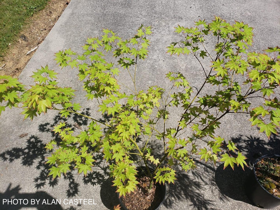 Acer palmatum 'Chuguji' Japanese Maple