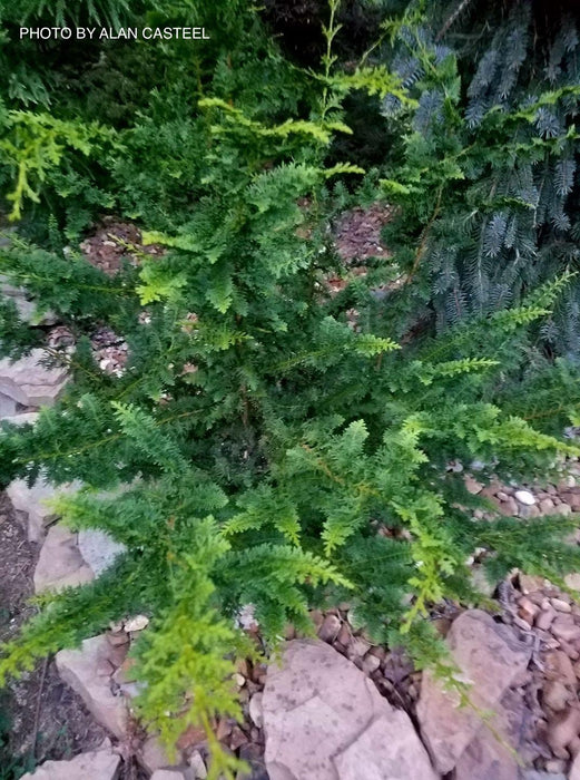 Chamaecyparis obtusa 'Fernspray Gold' Hinoki Cypress