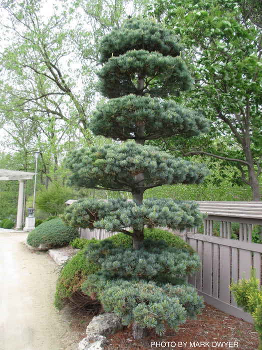 Pinus parviflora 'Glauca' Blue Japanese White Pine