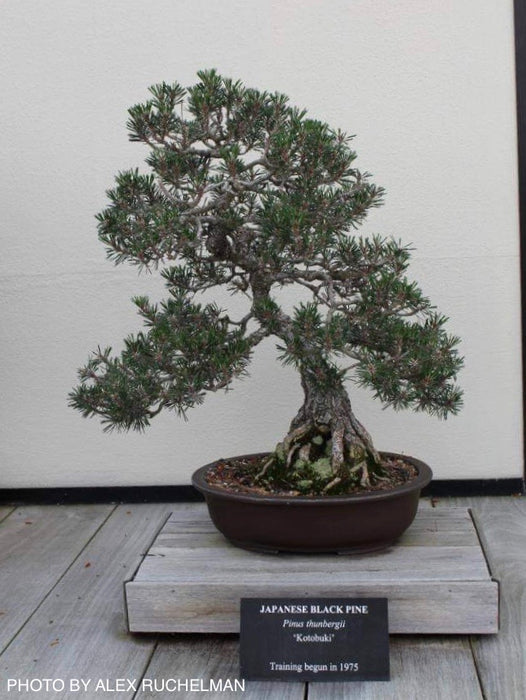 Pinus thunbergii 'Kotobuki' Japanese Black Pine