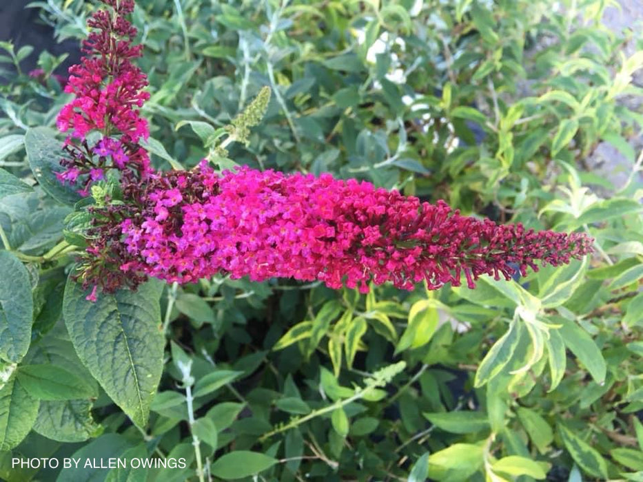 Buddleia x 'Miss Molly' Purple Red Butterflybush