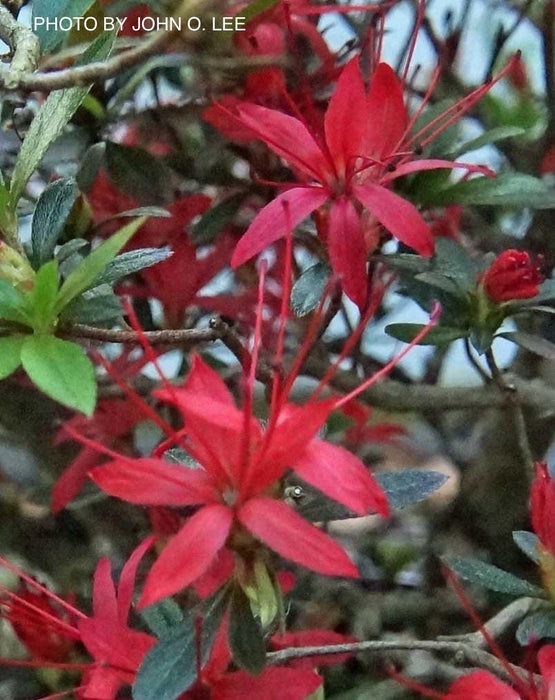 Azalea 'Chojuho’ Red Flowering Satsuki Azalea